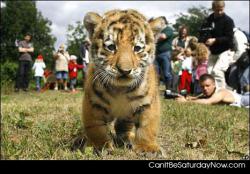 Cute tiger